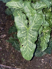 Arum italicum italicum