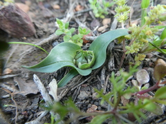 Colchicum eucomoides