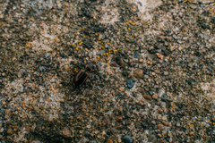 Notiophilus palustris