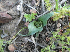 Colchicum eucomoides