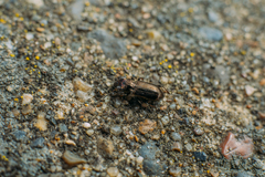 Notiophilus palustris