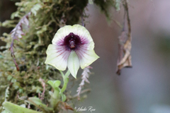Telipogon latifolius