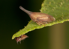 Guayaquila gracilicornis image