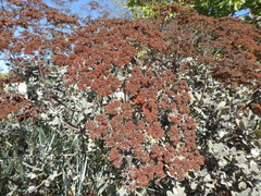 Eriogonum giganteum