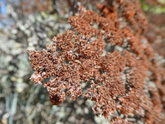 Eriogonum giganteum