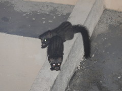 Paradoxurus musangus