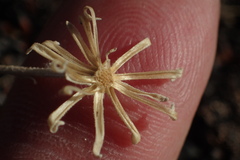 Chaenactis douglasii