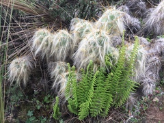 Woodsia montevidensis