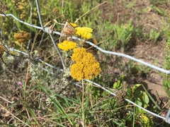 Helichrysum rutilans