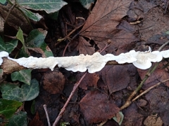 Byssomerulius corium