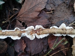 Byssomerulius corium