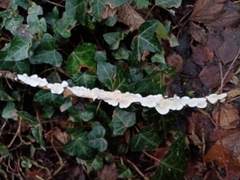 Byssomerulius corium