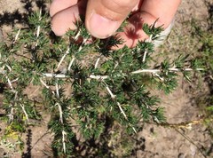 Asparagus mariae