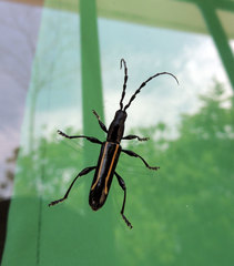 Platyarthron rectilineum