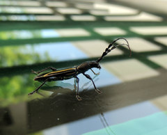 Platyarthron rectilineum