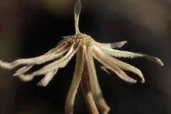 Chaenactis douglasii