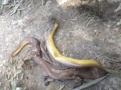 Atractus