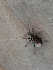 Calosoma alternans