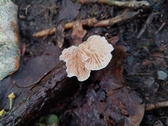Crepidotus