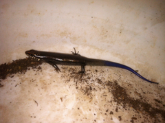 Plestiodon obsoletus