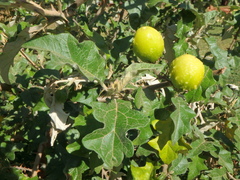 Solanum aculeastrum