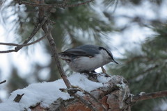 Sitta europaea asiatica
