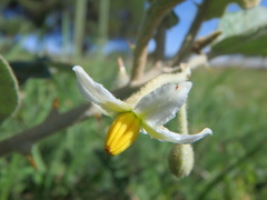 Solanum aculeastrum