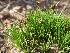 Ficinia overbergensis