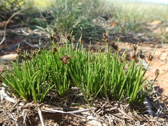 Ficinia overbergensis