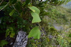 Passiflora sexflora