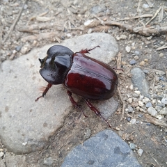 Heterogomphus rubripennis