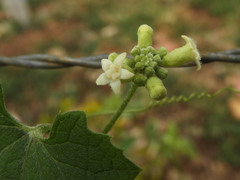 Zehneria