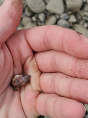 Gemophos sanguinolentus