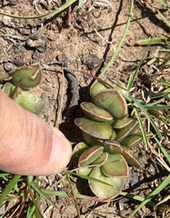 Adromischus caryophyllaceus