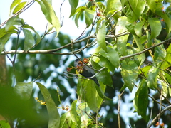 Nigrita luteifrons luteifrons