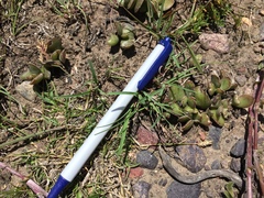 Adromischus caryophyllaceus
