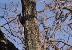 Dendrocopos syriacus