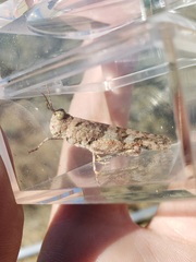 Trimerotropis pseudofasciata