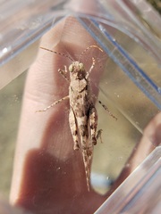 Trimerotropis pseudofasciata