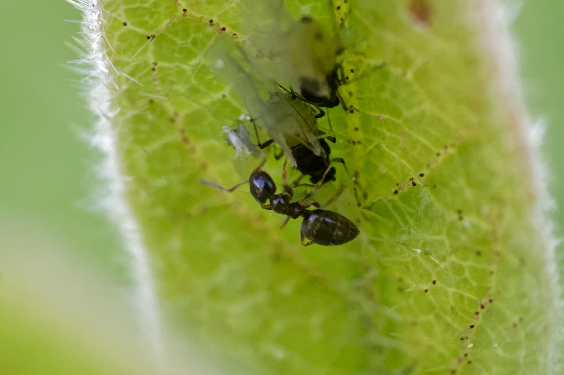 Plagiolepis