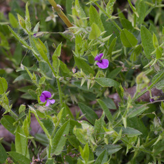 Psoralea monophylla
