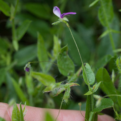 Psoralea monophylla