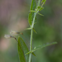 Psoralea monophylla
