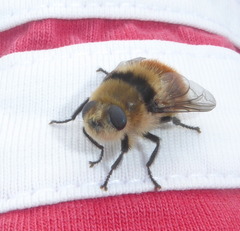 Cephenemyia