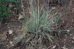 Festuca rupicola