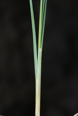 Festuca rupicola