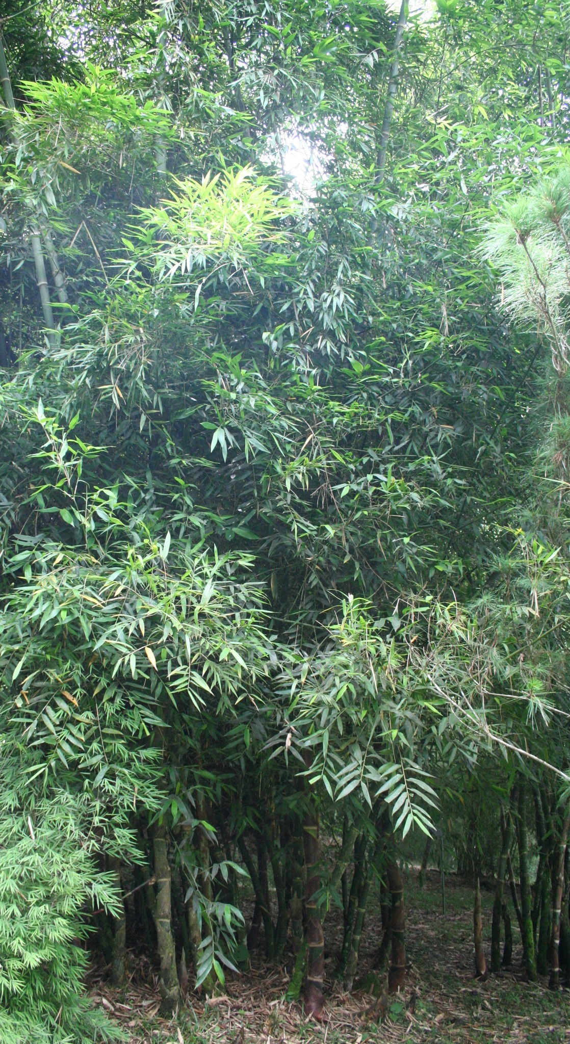 Guadua aculeata