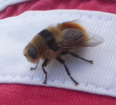 Cephenemyia