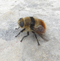 Cephenemyia