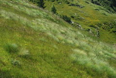 Festuca scabriculmis